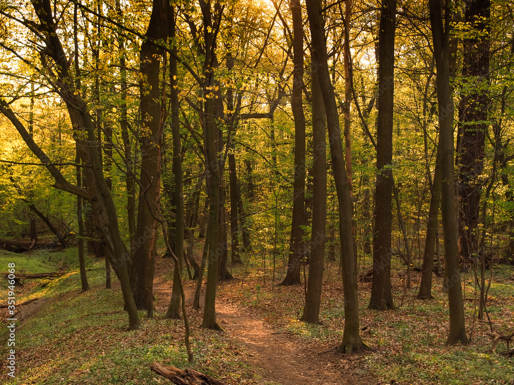 Bielański forest