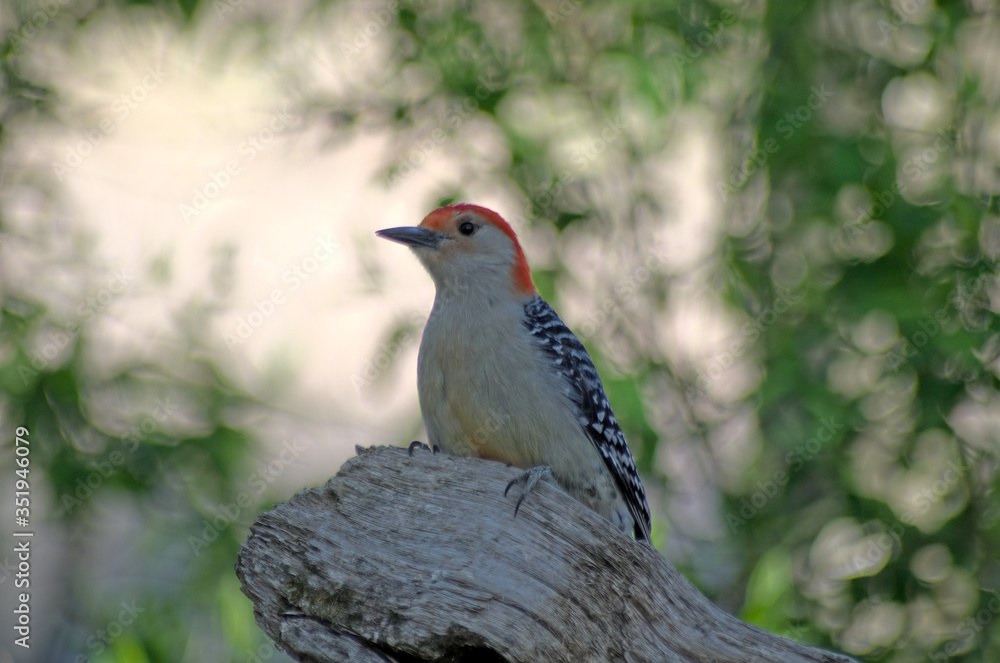 Red-bellied Woodpecker Red-bellied Woodpecker