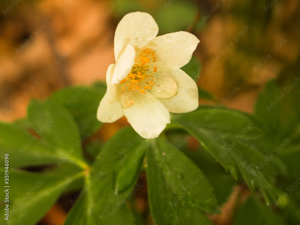 white flower