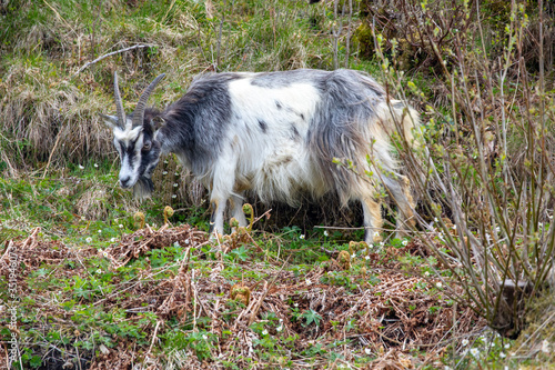Goats on spring pasture in Skarsaasen, Bronnoy Municipality, Northern Norway