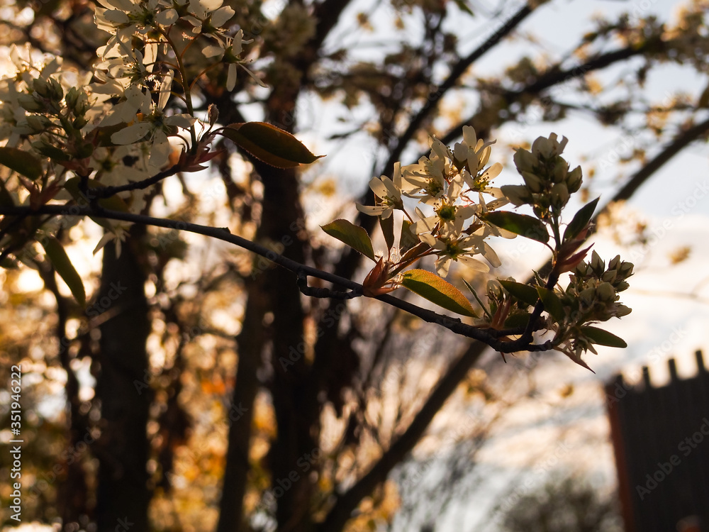 white flowers