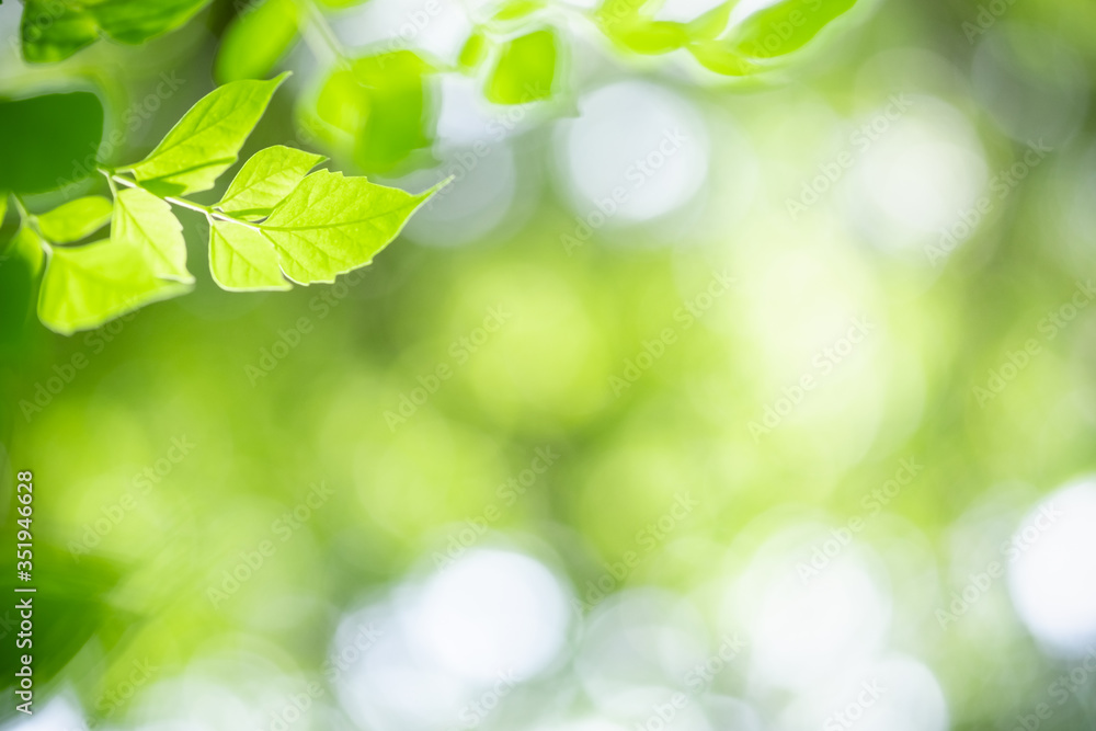 Amazing nature view of green leaf on blurred greenery background in garden and sunlight with copy space using as background natural green plants landscape, ecology, fresh wallpaper concept. Amazing nature view of green leaf on blurred greenery background in garden and sunlight with copy space using as background natural green plants landscape, ecology, fresh wallpaper concept.