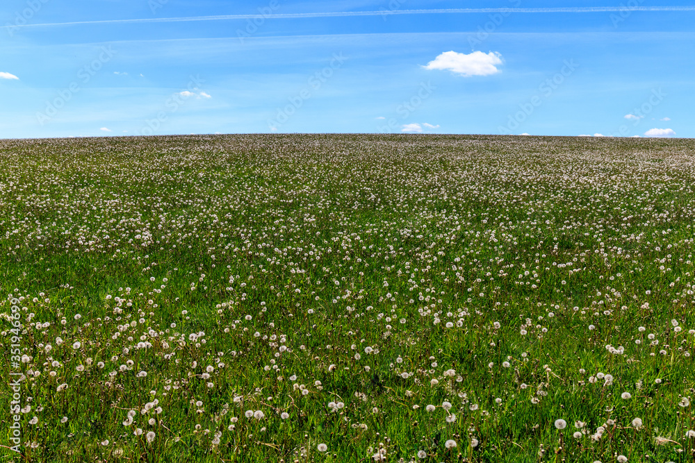 Hinter dem Pusteblumen-Horizont Hinter dem Pusteblumen-Horizont