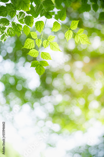 Amazing nature view of green leaf on blurred greenery background in garden and sunlight with copy space using as background natural green plants landscape, ecology, fresh wallpaper concept.