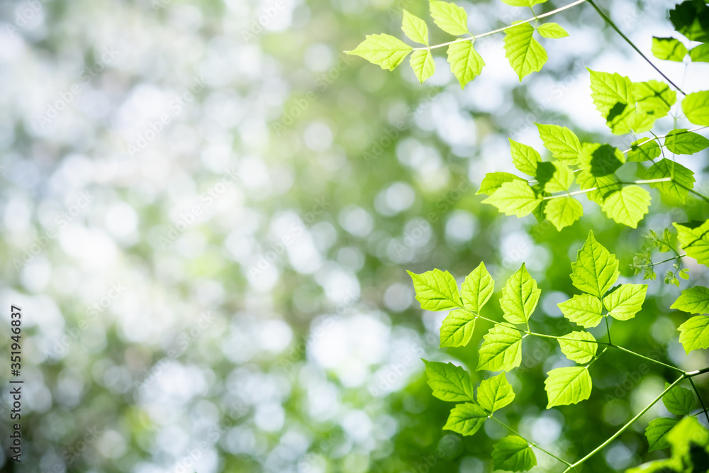 Amazing nature view of green leaf on blurred greenery background in garden and sunlight with copy space using as background natural green plants landscape, ecology, fresh wallpaper concept. Amazing nature view of green leaf on blurred greenery background in garden and sunlight with copy space using as background natural green plants landscape, ecology, fresh wallpaper concept.