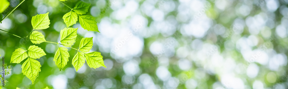 Amazing nature view of green leaf on blurred greenery background in garden and sunlight with copy space using as background natural green plants landscape, ecology, fresh wallpaper concept. Amazing nature view of green leaf on blurred greenery background in garden and sunlight with copy space using as background natural green plants landscape, ecology, fresh wallpaper concept.
