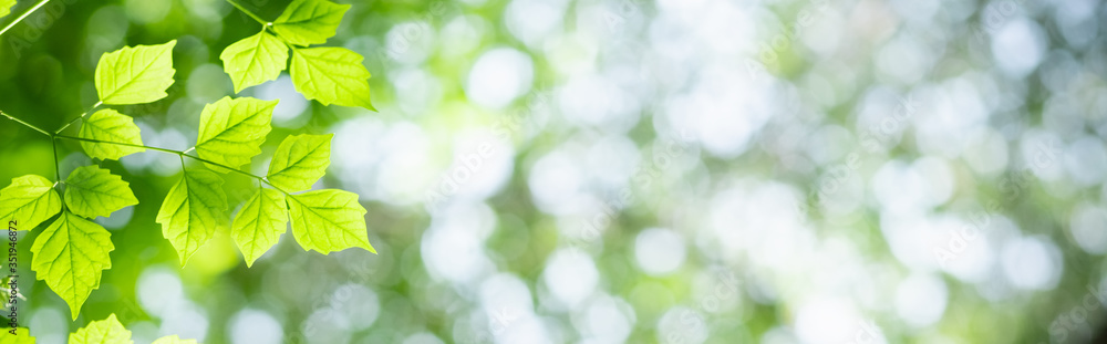 Amazing nature view of green leaf on blurred greenery background in garden and sunlight with copy space using as background natural green plants landscape, ecology, fresh wallpaper concept. Amazing nature view of green leaf on blurred greenery background in garden and sunlight with copy space using as background natural green plants landscape, ecology, fresh wallpaper concept.