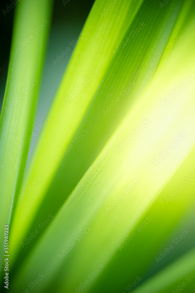 Amazing nature view of green leaf on blurred greenery background in garden and sunlight with copy space using as background natural green plants landscape, ecology, fresh wallpaper concept. Amazing nature view of green leaf on blurred greenery background in garden and sunlight with copy space using as background natural green plants landscape, ecology, fresh wallpaper concept.