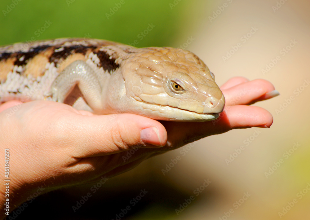 Fototapeta premium Blue tongue skink sitting on a human's hand