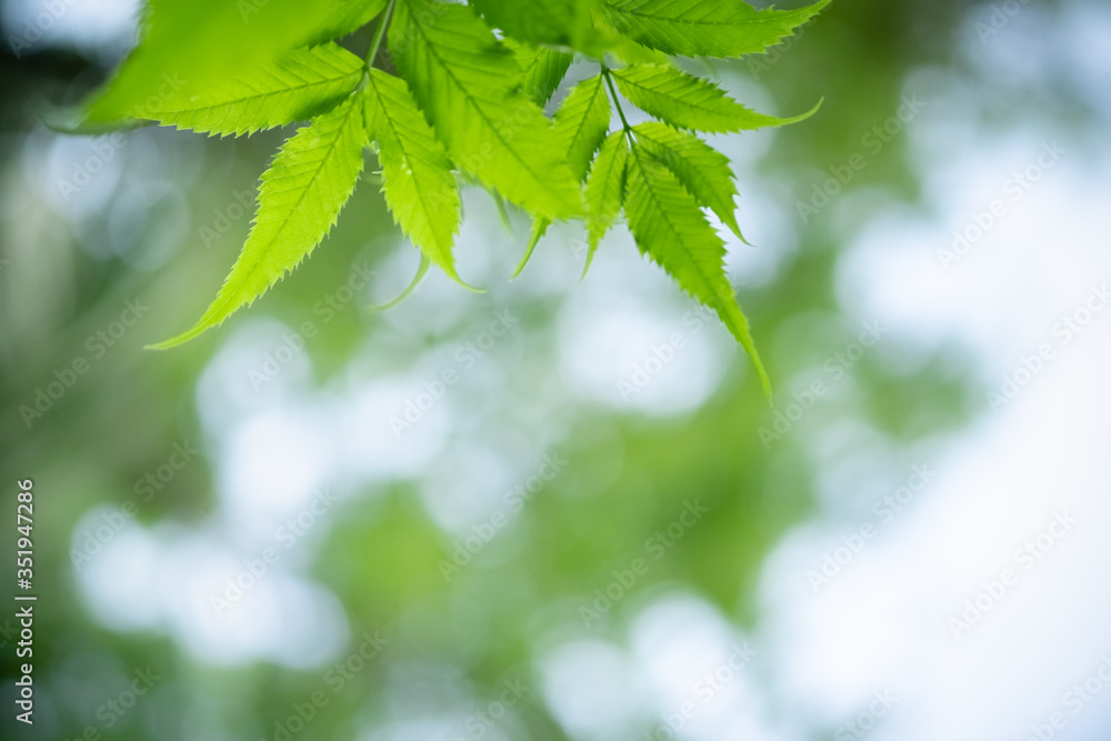 Amazing nature view of green leaf on blurred greenery background in garden and sunlight with copy space using as background natural green plants landscape, ecology, fresh wallpaper concept. Amazing nature view of green leaf on blurred greenery background in garden and sunlight with copy space using as background natural green plants landscape, ecology, fresh wallpaper concept.
