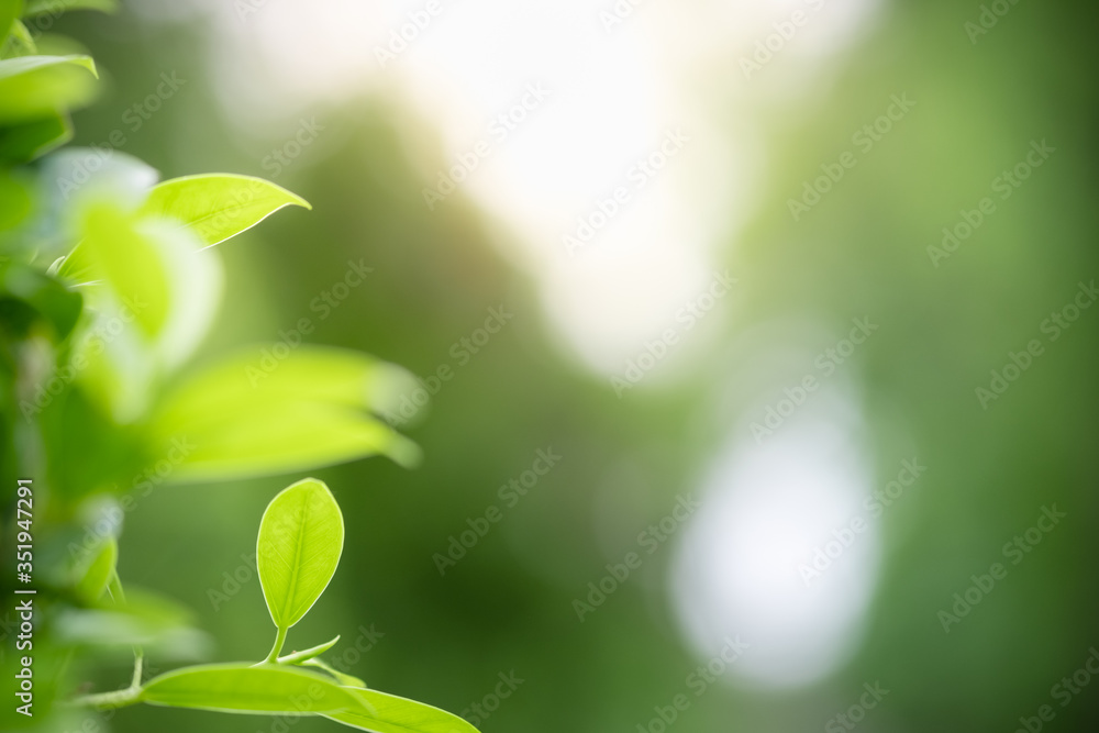 Amazing nature view of green leaf on blurred greenery background in garden and sunlight with copy space using as background natural green plants landscape, ecology, fresh wallpaper concept. Amazing nature view of green leaf on blurred greenery background in garden and sunlight with copy space using as background natural green plants landscape, ecology, fresh wallpaper concept.