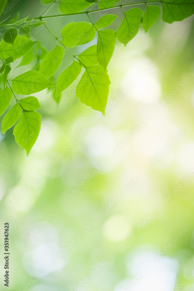 Amazing nature view of green leaf on blurred greenery background in garden and sunlight with copy space using as background natural green plants landscape, ecology, fresh wallpaper concept. Amazing nature view of green leaf on blurred greenery background in garden and sunlight with copy space using as background natural green plants landscape, ecology, fresh wallpaper concept.