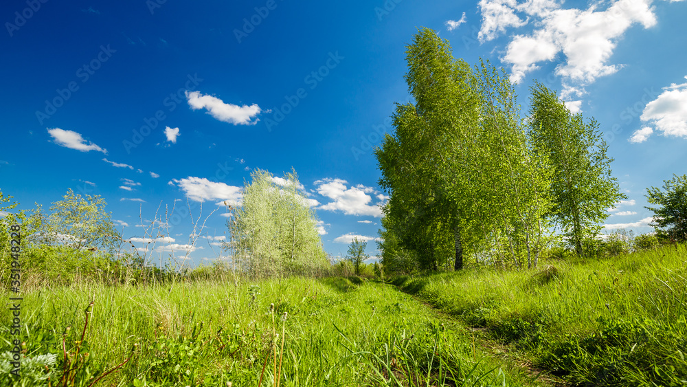 Obraz premium Rural summer landscape. Blue sky with clouds, forest, road through green meadow. Nature landscape wilderness. Countryside outdoors, relaxation weather, space scenic.