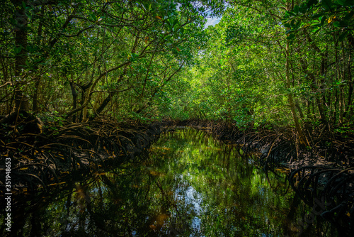 river in the forest mangrove zanzibar