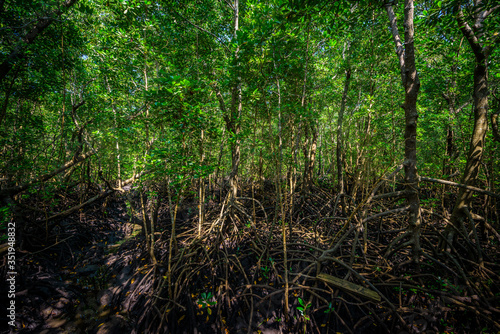 Mangrove forest zanzibar