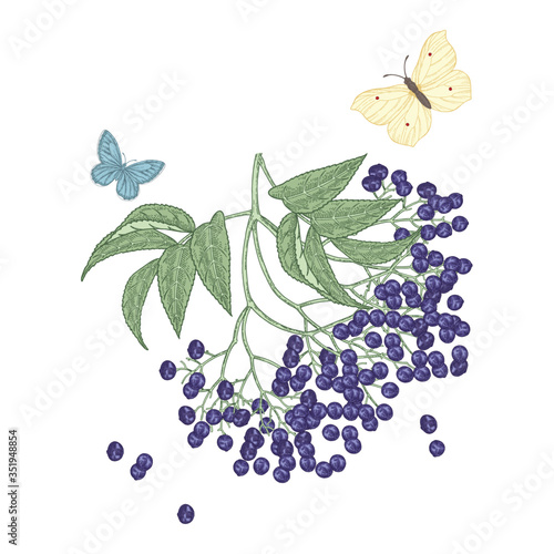 Elderberry branch isolated on white. Sambucus, elder berries hand drawn. Vector illustration vintage. Colorful engraving style.