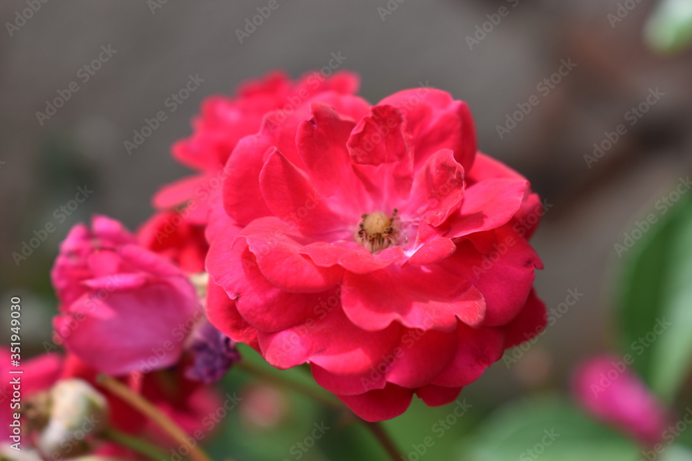rose rose