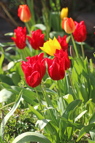 Red and yellow tulips in spring 