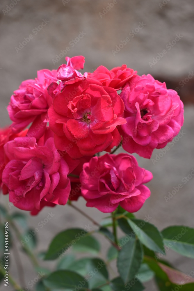 rose rose