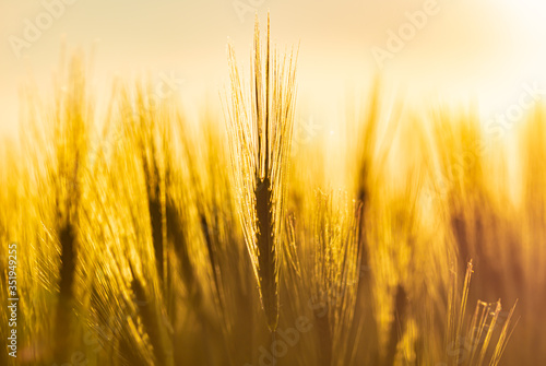 golden wheat field