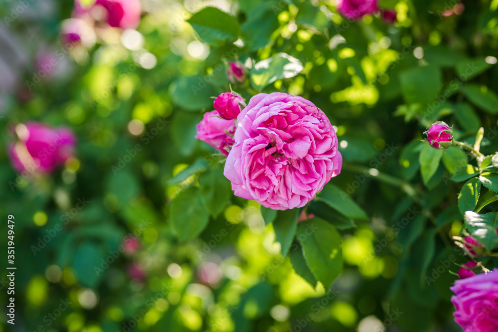 Fototapeta premium Beautiful pink roses. Damascena rose - Bulgarian rose used for perfumery. Rosa damascena close up photo.
