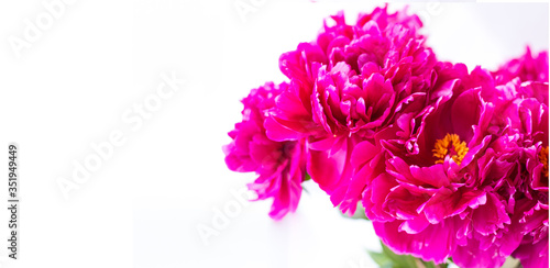 Banner. Red peony close-up. On light background. Soft image. Space for text. Horizontal photo. Summer. Side view