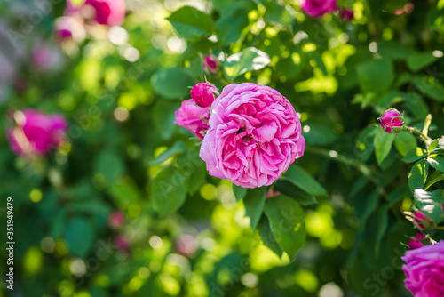 Beautiful pink roses. Damascena rose - Bulgarian rose used for perfumery. Rosa damascena close up photo.