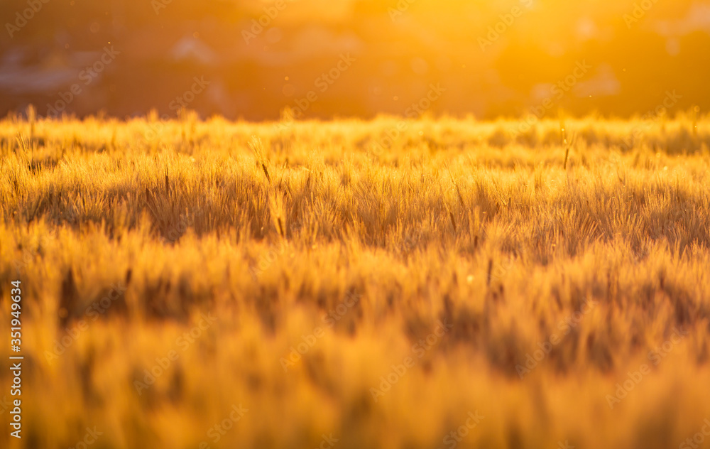 Fototapeta premium golden barley field