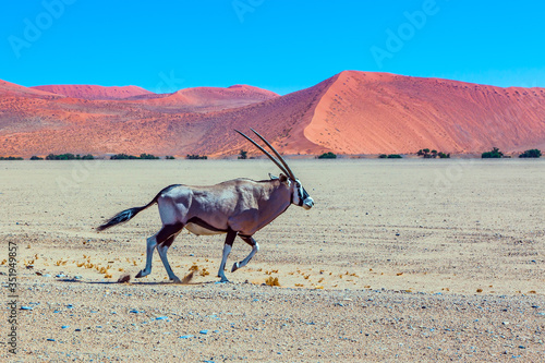 Long-horned Oryx Antelope