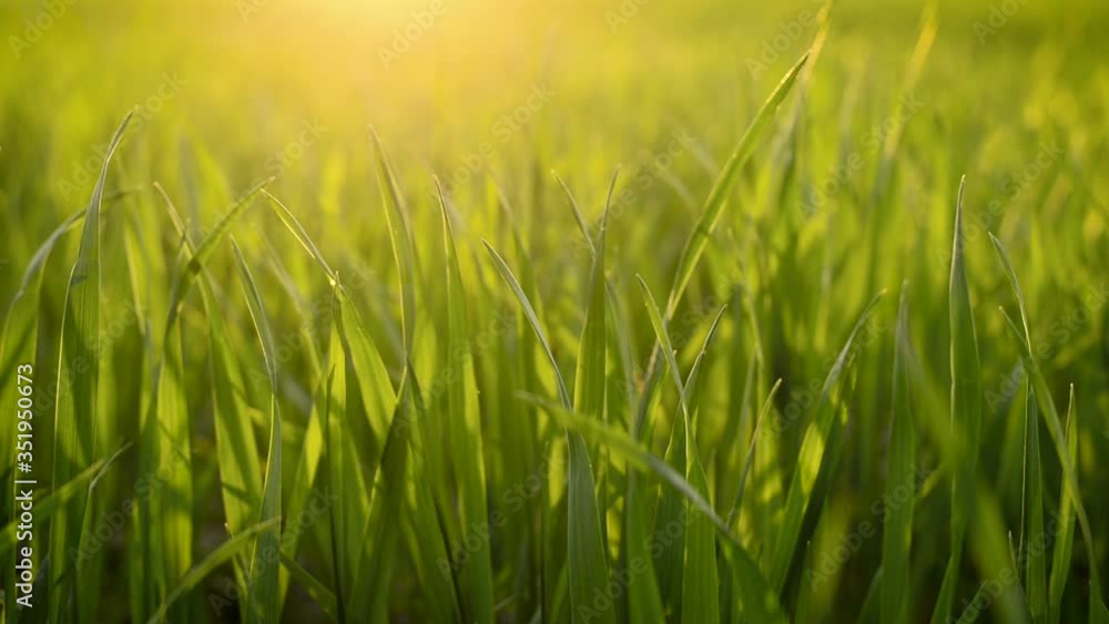 Close up of green wheat outdoor with rays of setting sun Close up of green wheat outdoor with rays of setting sun