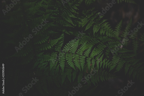 Fototapeta Naklejka Na Ścianę i Meble -  green fern leaves