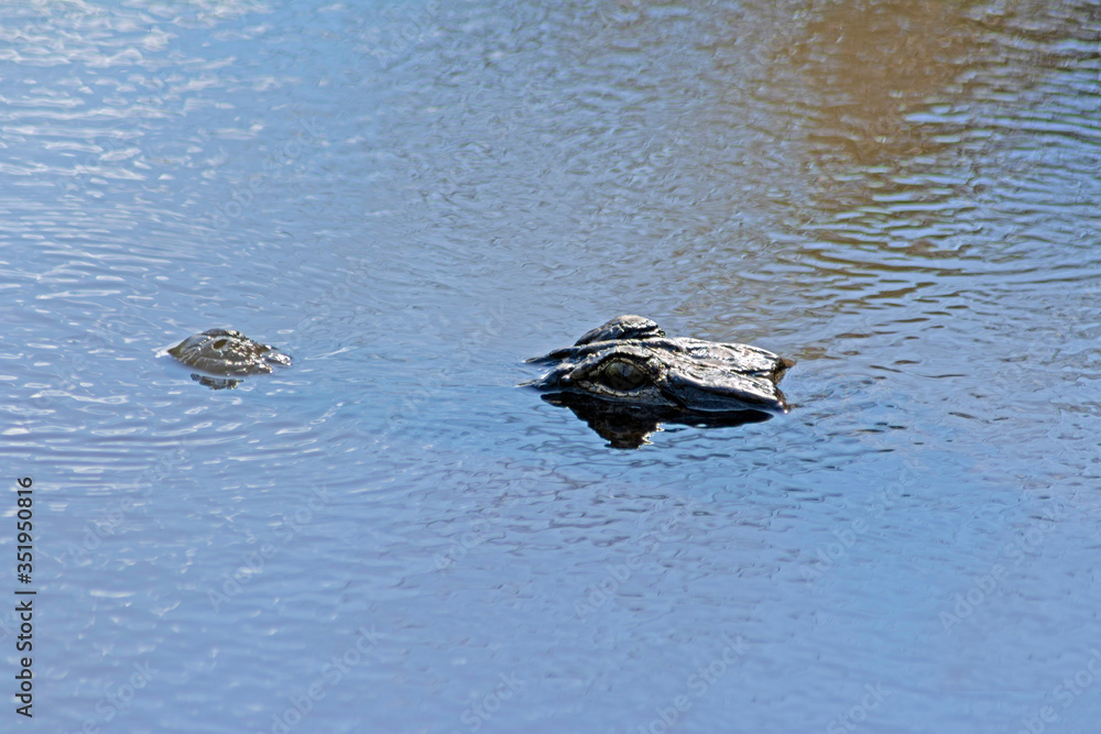 alligator head, close-up, in a South Carolina marsh. alligator head, close-up, in a South Carolina marsh.