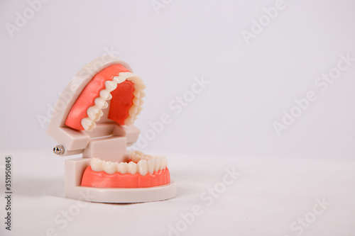 Dental Model of Teeth Isolated on white background, Healthcare concept.