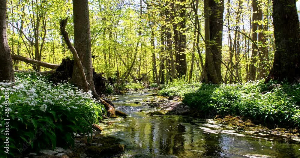 Time lapse, Forest river during spring Time lapse, Forest river during spring