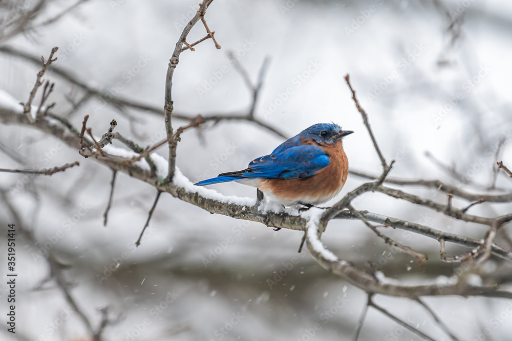 One single bluebird male blue and orange bird sitting perching closeup on tree during winter snow in Virginia bare branch One single bluebird male blue and orange bird sitting perching closeup on tree during winter snow in Virginia bare branch