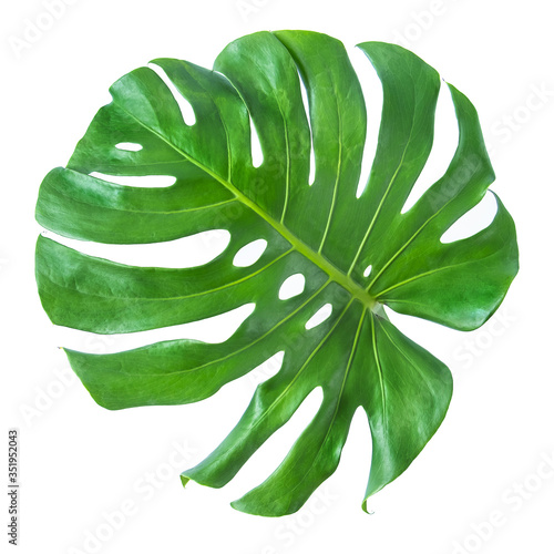 Monstera leaf isolated on white background with clipping path. Summer background concept.