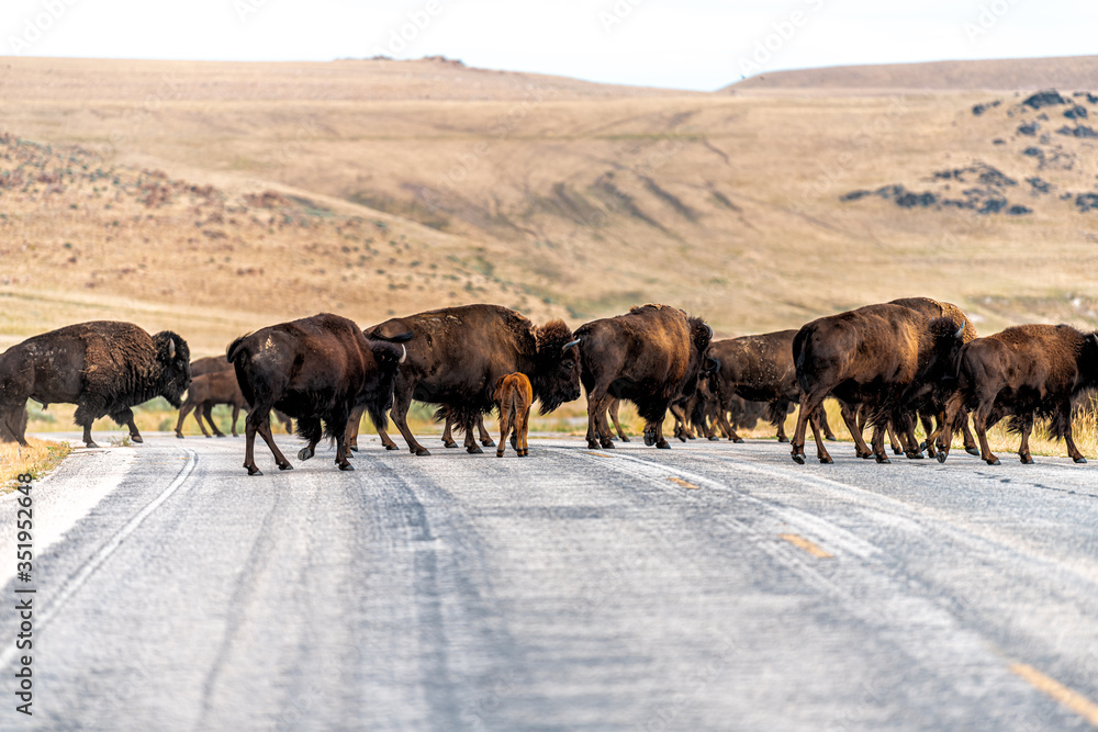 Many wild bison herd crossing road in Antelope Island State Park in Utah in summer with paved street and baby calves