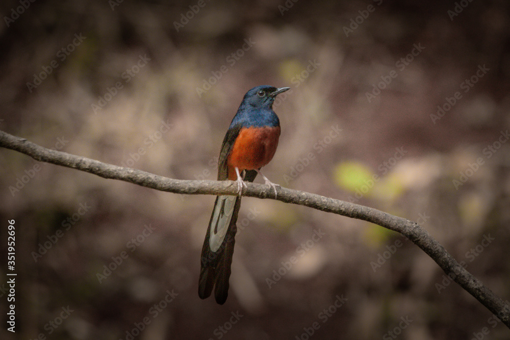 Fototapeta premium beguile