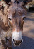 Brown donkey poses for a photo