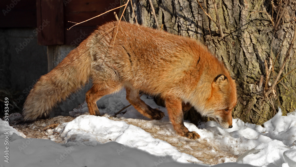 Obraz premium Red fox (Vulpes vulpes) near tree in winter