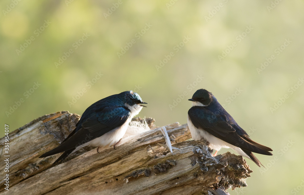 Obraz premium Tree Swallow pair, Tachycineta bicolor, perched on branch near nest in beautiful morning light and fog