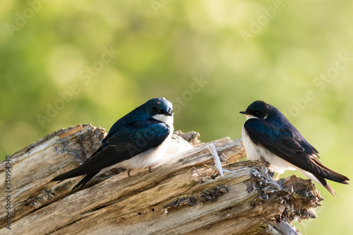 Tree Swallow pair, Tachycineta bicolor, perched on branch near nest in beautiful morning light and fog