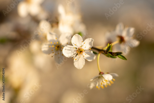 apple tree blossom