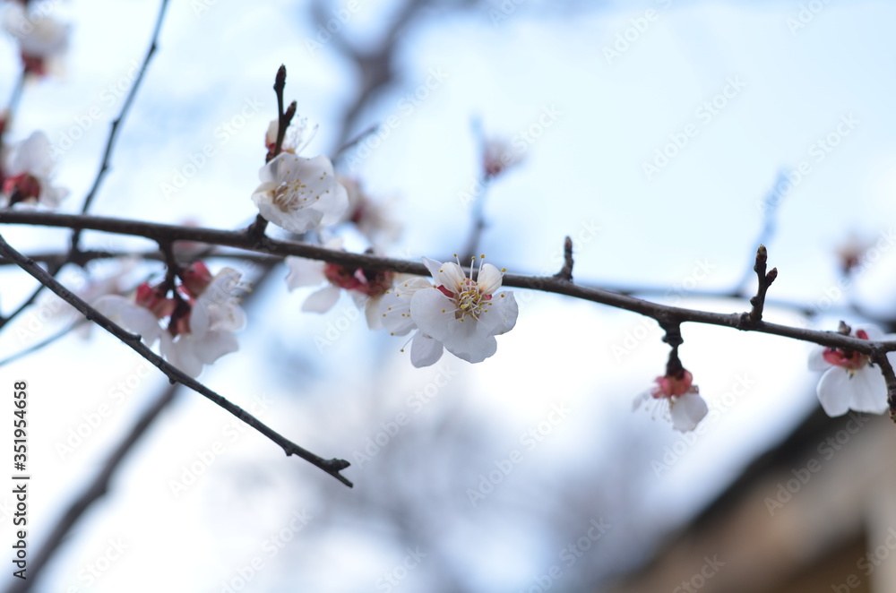 Obraz premium blooming cherry