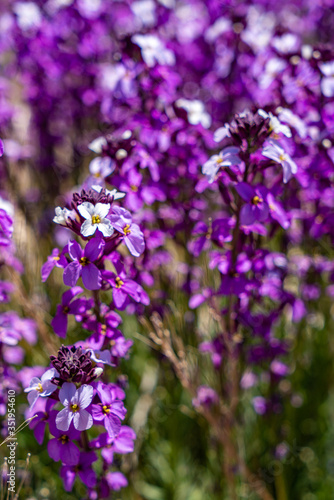 Die violetten Bl  ten des Teidelack