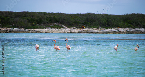 Photo of a bunch of pink flamingos relaxing in the water in Mexico