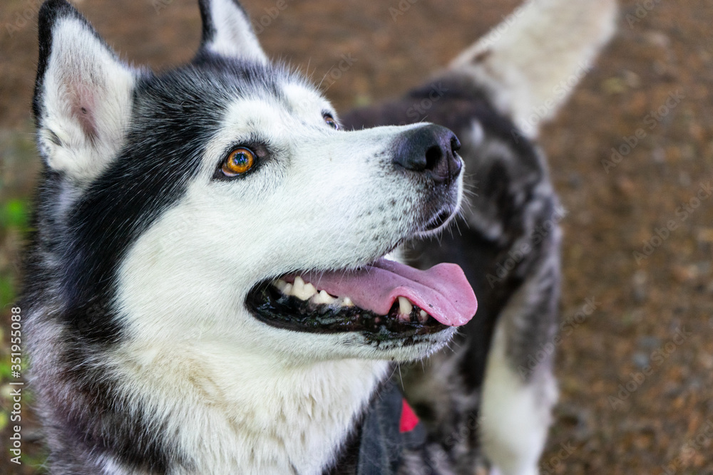 A Large Adult Male Pure Bred Black and White Siberian Husky A Large Adult Male Pure Bred Black and White Siberian Husky