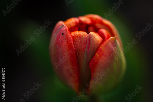 The birth of a tulip in the park