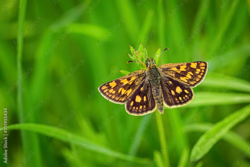 Obraz premium Close up image of a small bright orange and brown butterfly, the chequered skipper, with open wings sitting on fresh green grass growing in a meadow.
