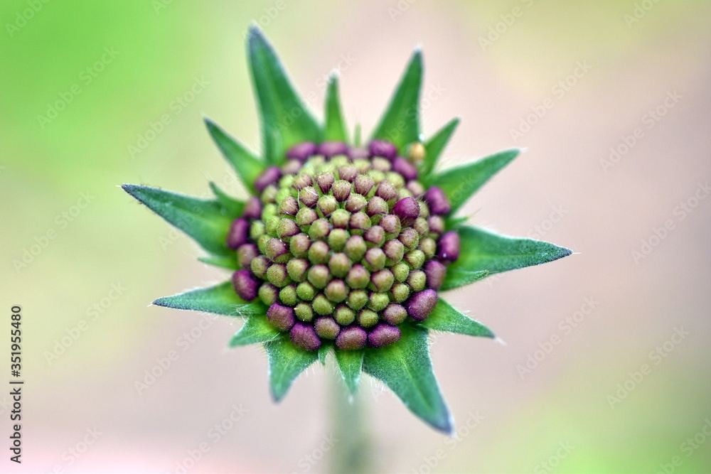 Knospe einer Witwenblume Knospe einer Witwenblume